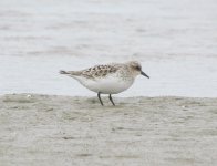 Red-necked Stint.jpg