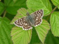 Grizzled Skipper Overflow Channel 18 May 2011.jpg