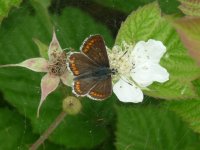 Brown Argus of a pair Overflow Channel 18 May 2011.jpg