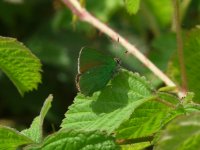 Green Hairstreak Overflow Channel 18 May 2011.jpg