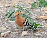 Hoopoe.JPG