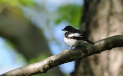 Pied Flycatcher.jpg