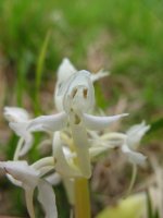 Albino Lesser Butterfly.jpg