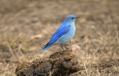 DSCN5182 Mtn Bluebird 1.jpg