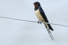 swallow-00339.jpg