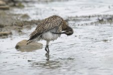 curlew-00367.jpg