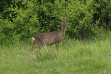 roe_deer-00048.jpg