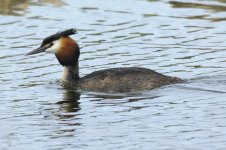 grebe-00486.jpg