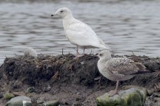 iceland_gull-00024.jpg