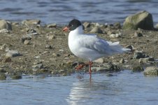 mediterranean_gull-00108.jpg