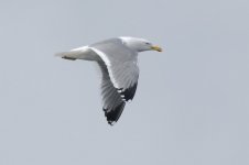 yellow_legged_gull-00024.jpg