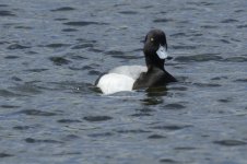 scaup-00068.jpg