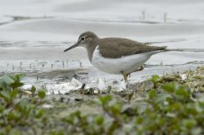 common_sandpiper-00177.jpg