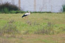 WhiteStork1SK800.jpg