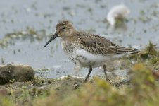 dunlin-00122.jpg