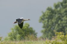 egyptian_goose-00020.jpg