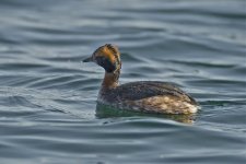 Slav Grebe 3.jpg