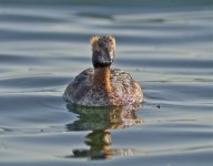 Slav Grebe 4.jpg