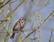 Reed Bunting 3.jpg