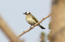 Chinese Bulbul.jpg