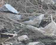 Green Sandpiper.jpg