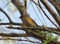 Red-flanked Bluetail.jpg