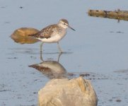 wood_sand5cr.jpg