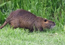 Coypu (Large).jpg