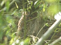 Tawny Owl, Prestwick Carr 1.jpg