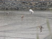 Lucky Little Egret.jpg