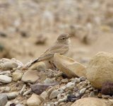 Bar-tailed Lark.jpg