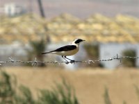 Eastern Black-eared Wheatear.jpg