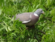 20 metre Wood Pigeon.jpg