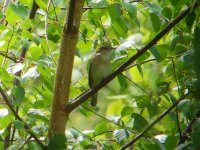 Garden Warbler Ed Res 050511.jpg