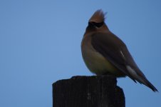 Cedar Waxwing.JPG