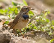 CJW_1476_Bluethroat140211bf.jpg