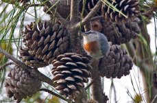 KrüpersNuthatch2AC800.jpg