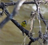 Canada Warbler IMG_60188b.jpg