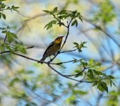 cape may warbler IMG_61577.jpg