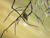 Wilson’s Warbler IMG_60344.jpg