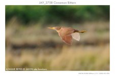 JAY_3758 Cinnamon Bittern.jpg