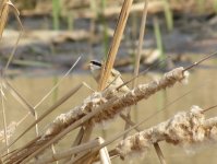 Chinese Penduline Tit.jpg