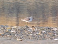 Marsh Sandpiper.jpg