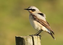 wheatear@burdonmoor.jpg