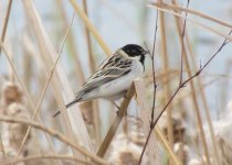 Pallas's Reed Bunting.jpg