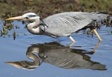 heron@shibdon.jpg