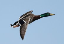 mallard2@shibdon.jpg