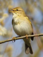 willowwarbler@burdonmoor.jpg