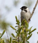 Reed Bunting.jpg