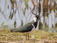 Lapwing.jpg